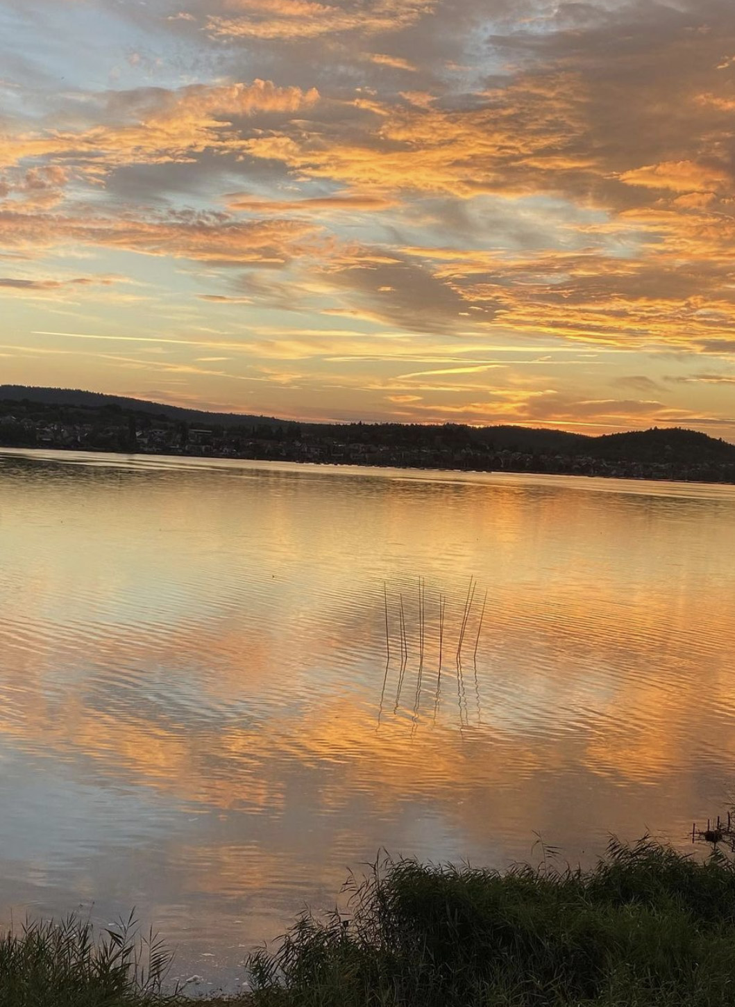 Goldener Sonnenuntergang über Gnadensee mit Wolkenspiegelung und Schilf im Vordergrund.